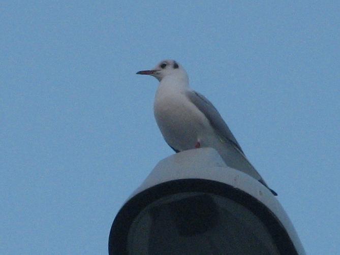 Birdwatching dell''Epifania